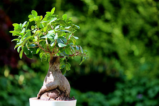 Ficus Bonsai tree