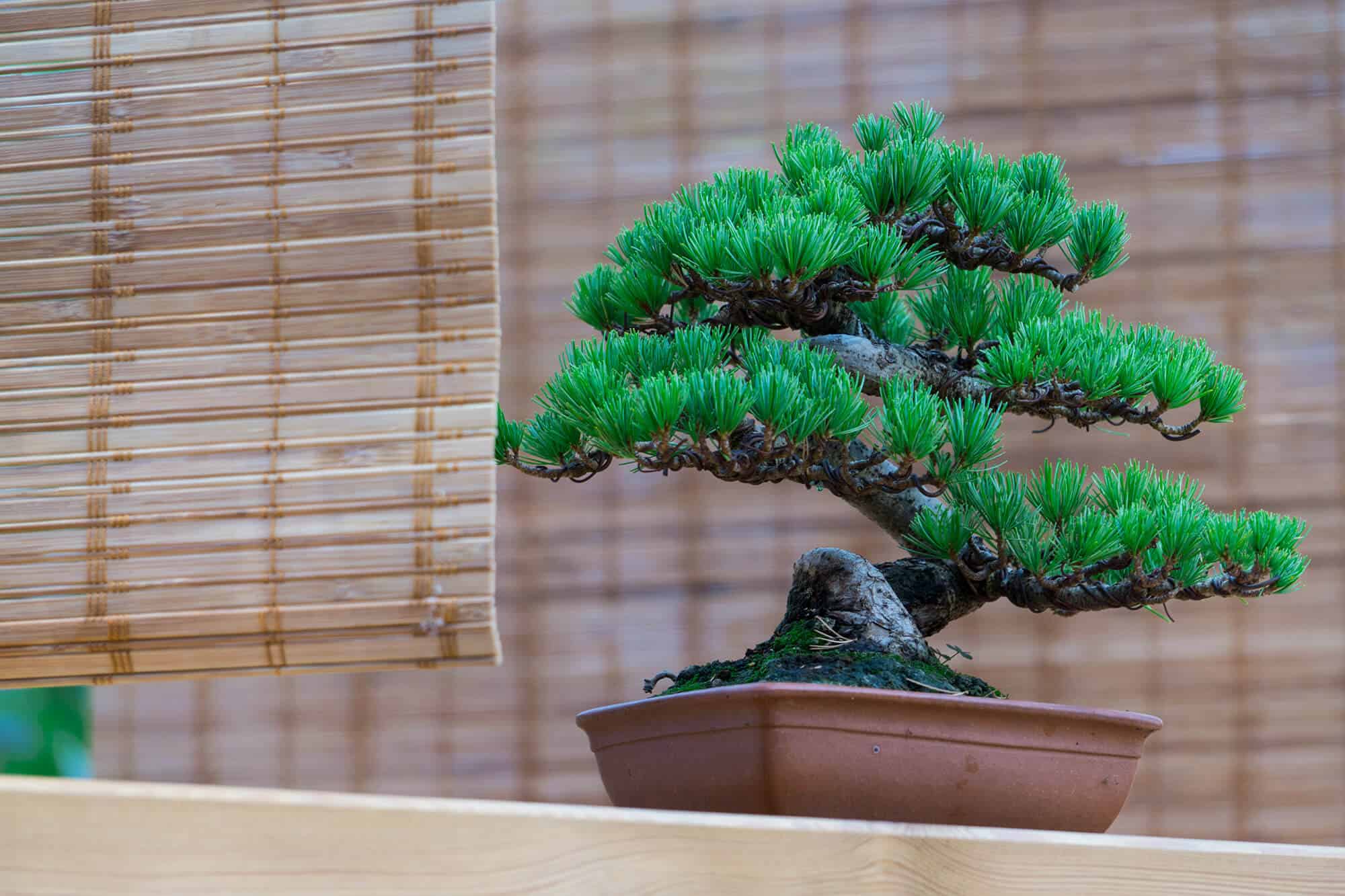 5 Best Bonsai Trees for Beginners - Hooked on Bonsai