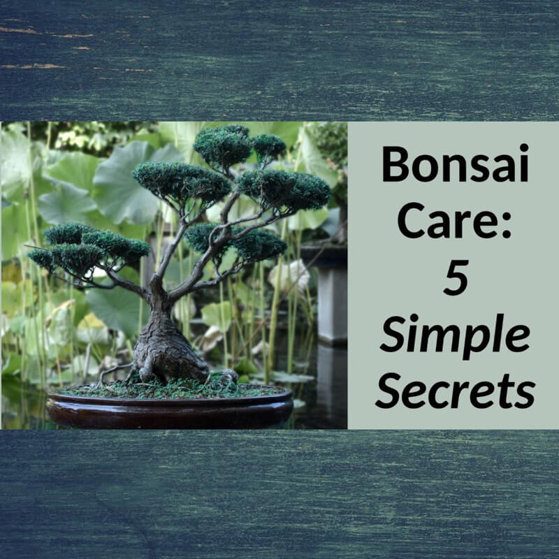 Bonsai Care 5 Simple Secrets Book
