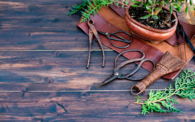 15 Essential Bonsai Tools and Their Uses