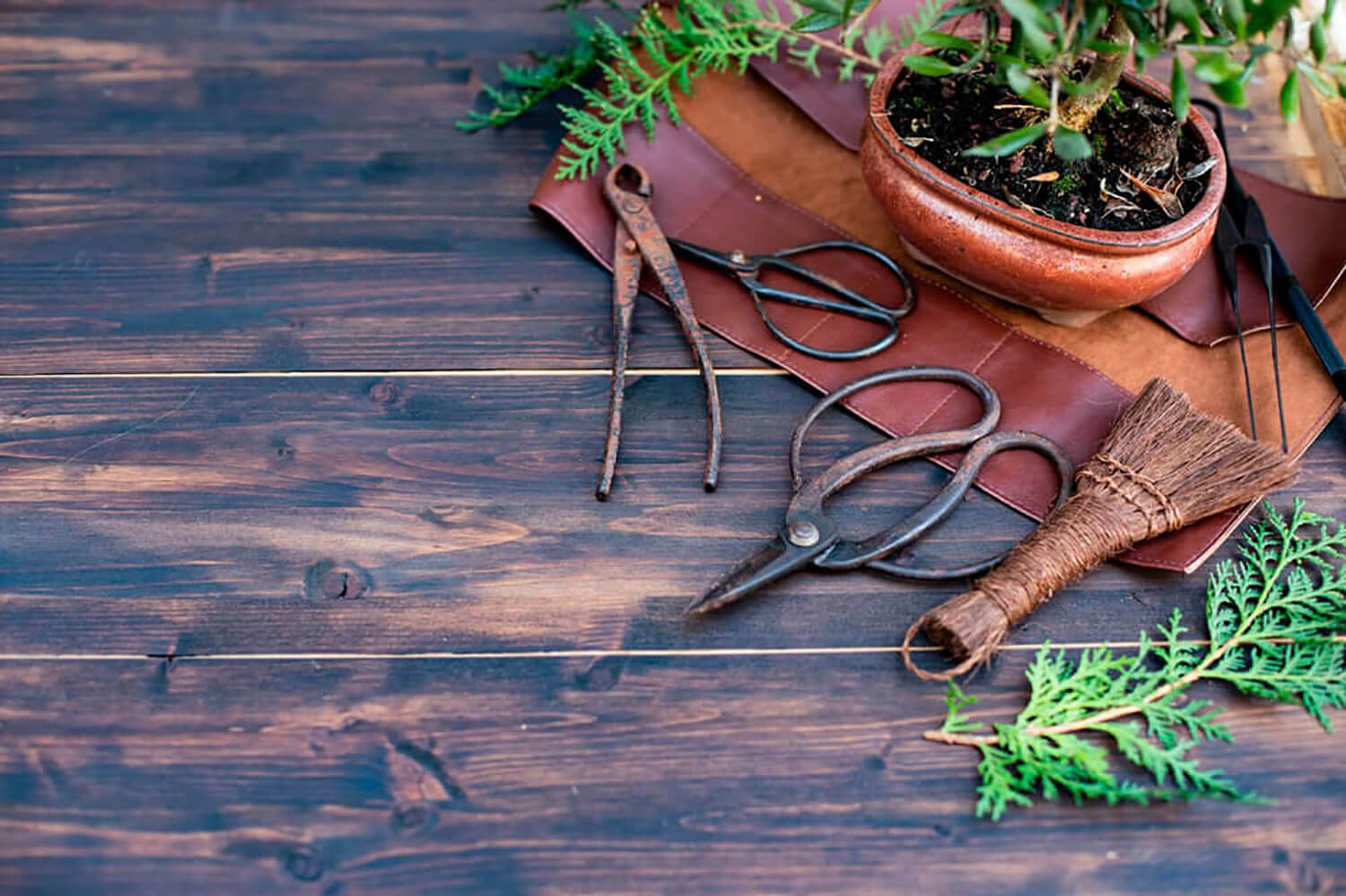 15 Essential Bonsai Tools and Their Uses - Hooked on Bonsai