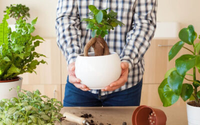 Is Buying a Bonsai Tree Kit Worth It?