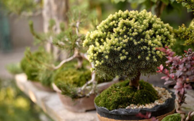 15 Deciduous Bonsai Species: For Advanced and Beginners