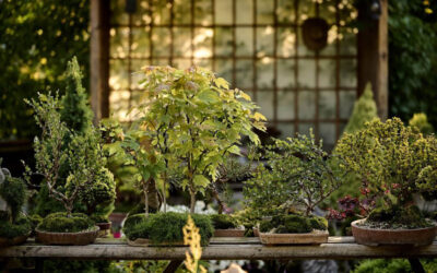 31 Top Evergreen Bonsai Trees for Beginners and Intermediate Enthusiasts