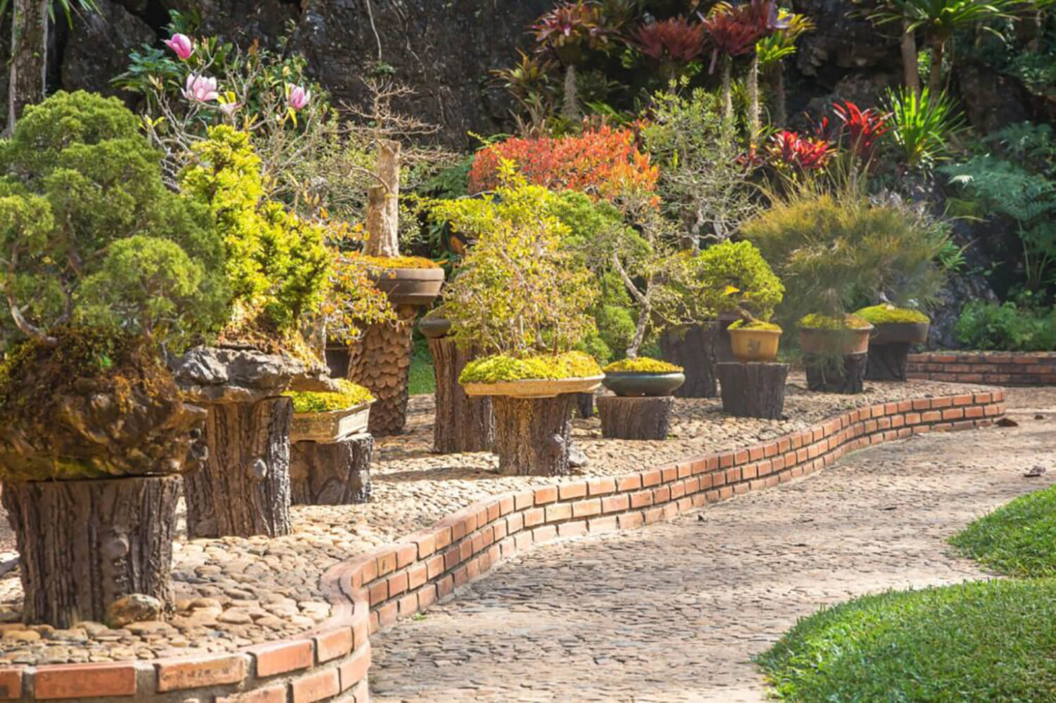 14 Best Intermediate Evergreen Bonsai Tree Species Hooked on Bonsai