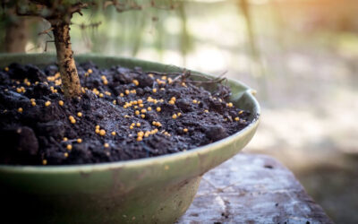 What’s the Best Bonsai Fertilizer for My Tree?Best Bonsai Plant Food (Fertilizer) For Your Tree What’s the Best Bonsai Fertilizer for My Tree?