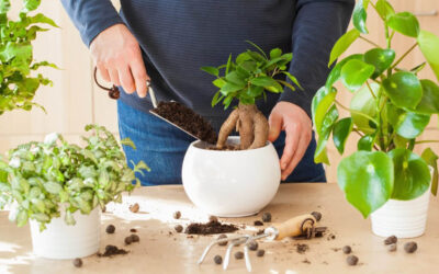 Bonsai Soil DIY: How to Mix A Bonsai Soil & What Components to Use