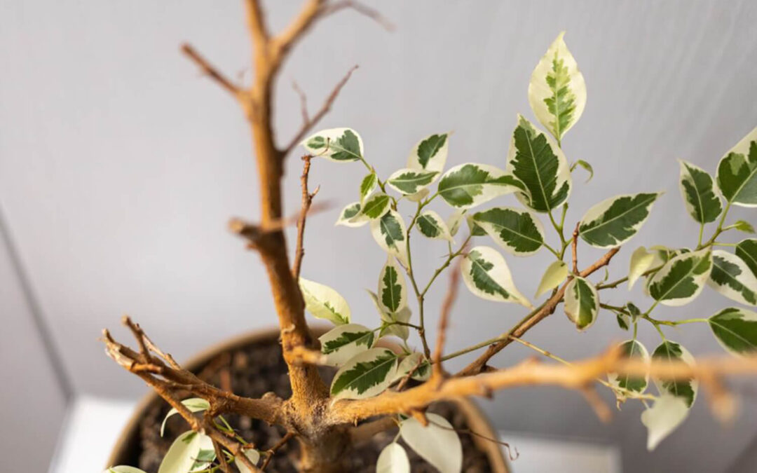 The Ultimate Guide on How to Revive a Bonsai Tree