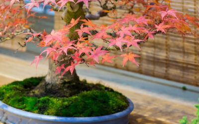 Extensive Care Guide for Japanese Maple Bonsai