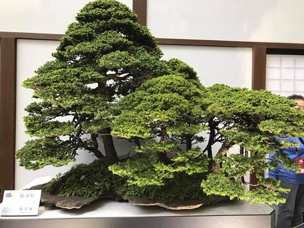 Large bonsai forest by the late Saburo Kato