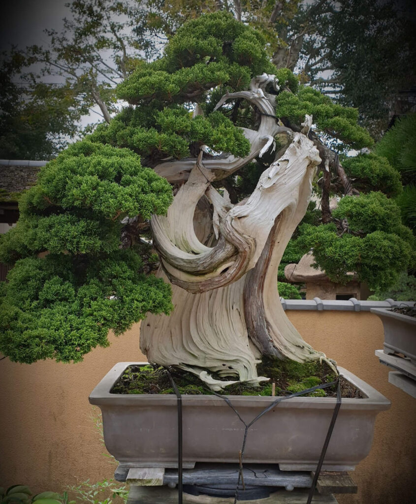 800-year-old juniper bonsai by Kunio Kobayashi
