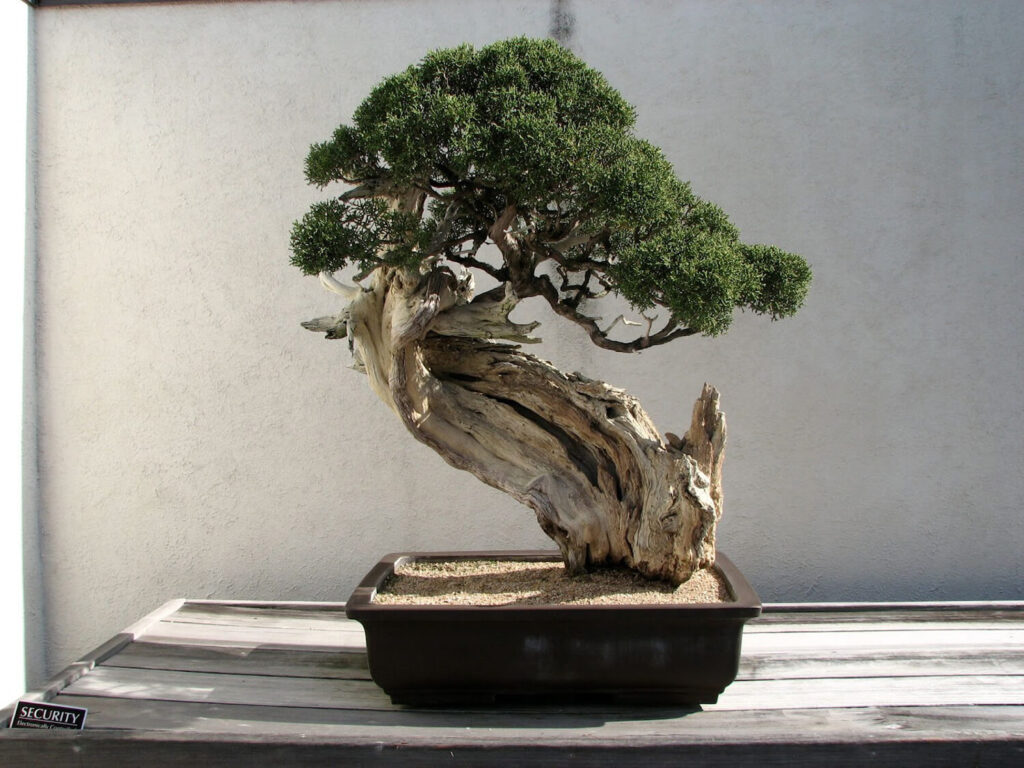 California juniper bonsai by the late Harry Hirao