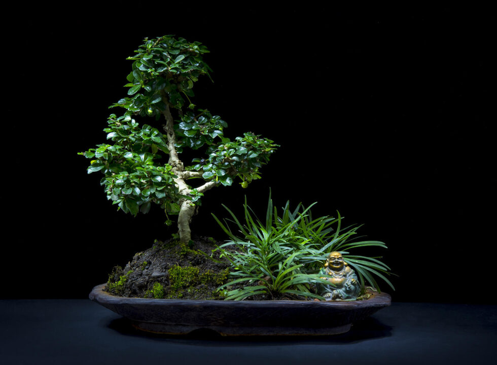 All the Fantastic Things About Bonsai Figurines Hooked on Bonsai