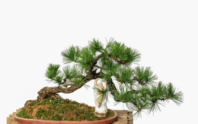 All the Fantastic Things About Bonsai Figurines