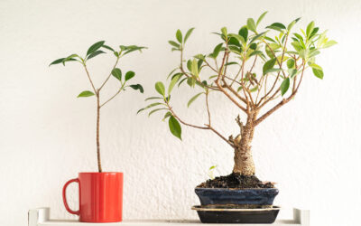 How to Grow a Bonsai Tree From Bonsai Seedlings – Complete Guide