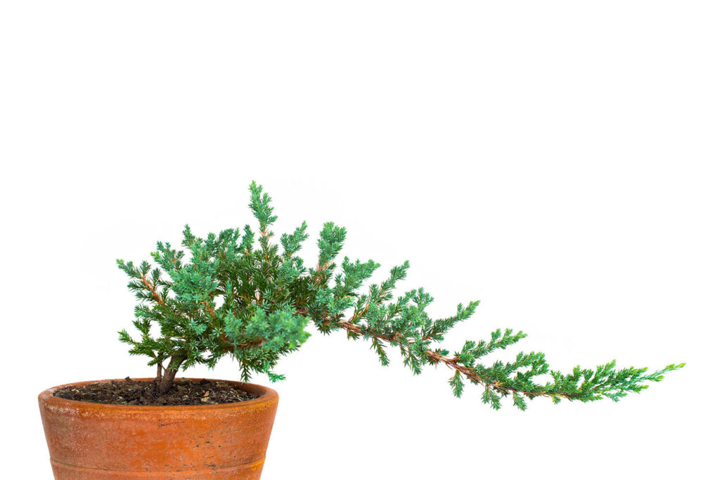 tree sapling or pre-bonsai material