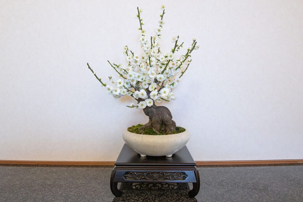 Round white pot for bonsai