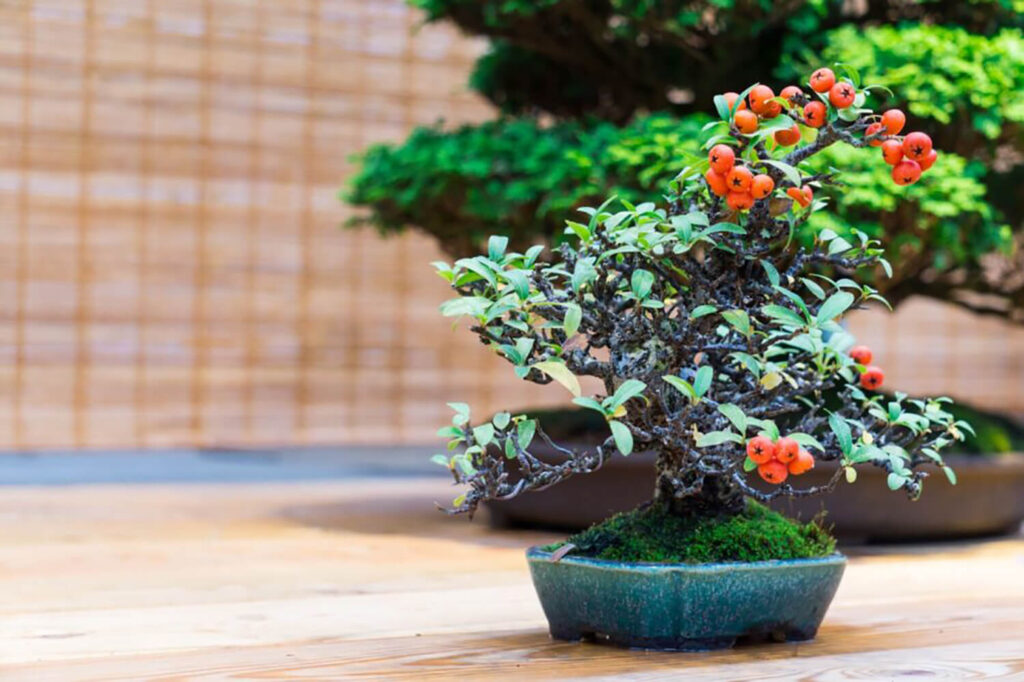 How to choose a Bonsai Pot II Wazakura Japan blog