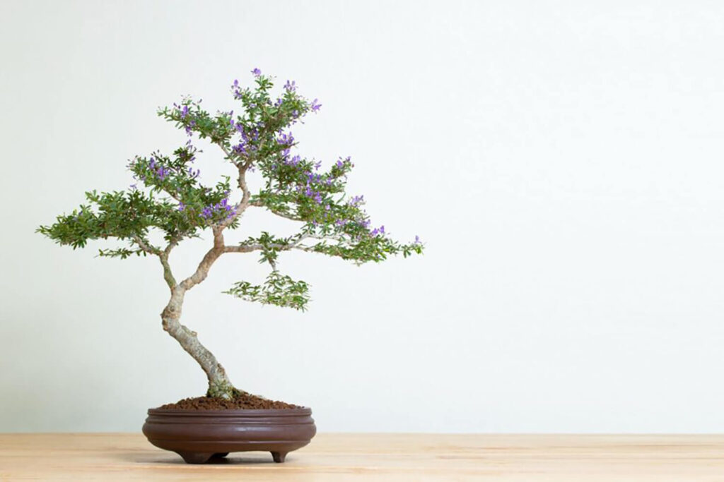 Round shallow pot for bonsai