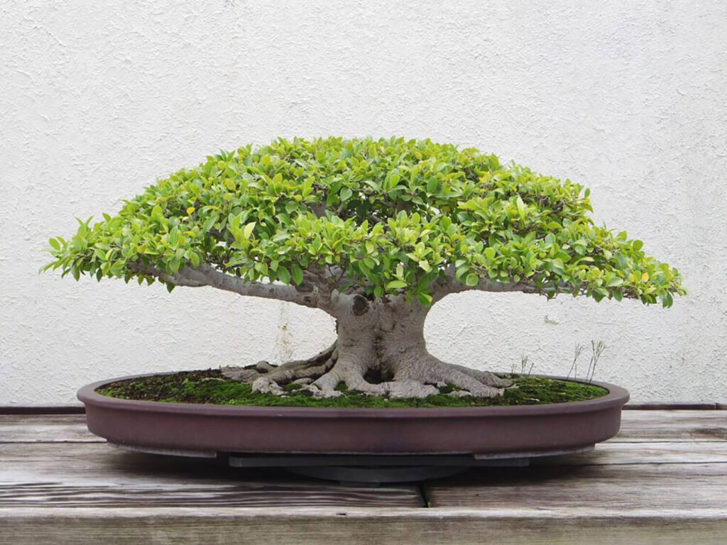 Bonsai pots hold more than plants