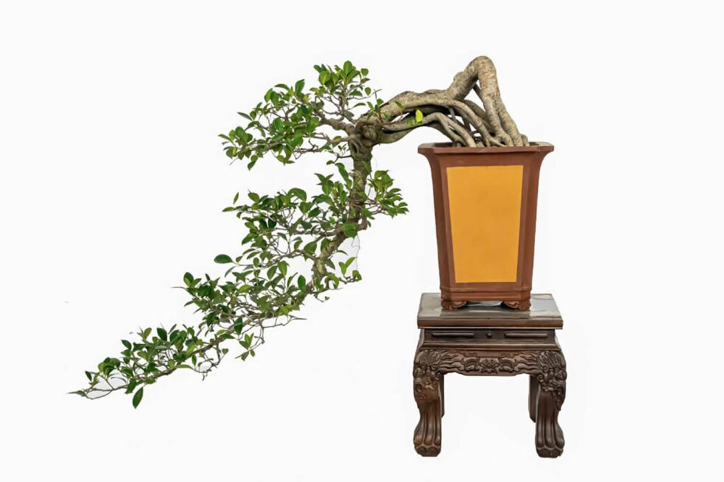 Deep and narrow bonsai pot