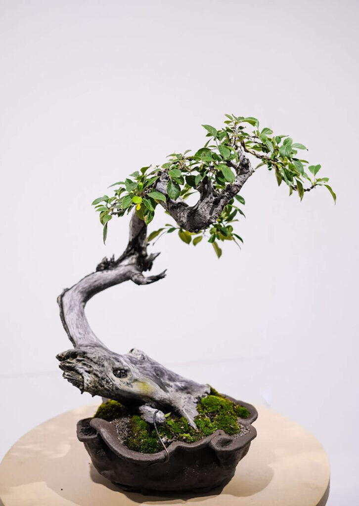 Irregular-shaped modern bonsai pot