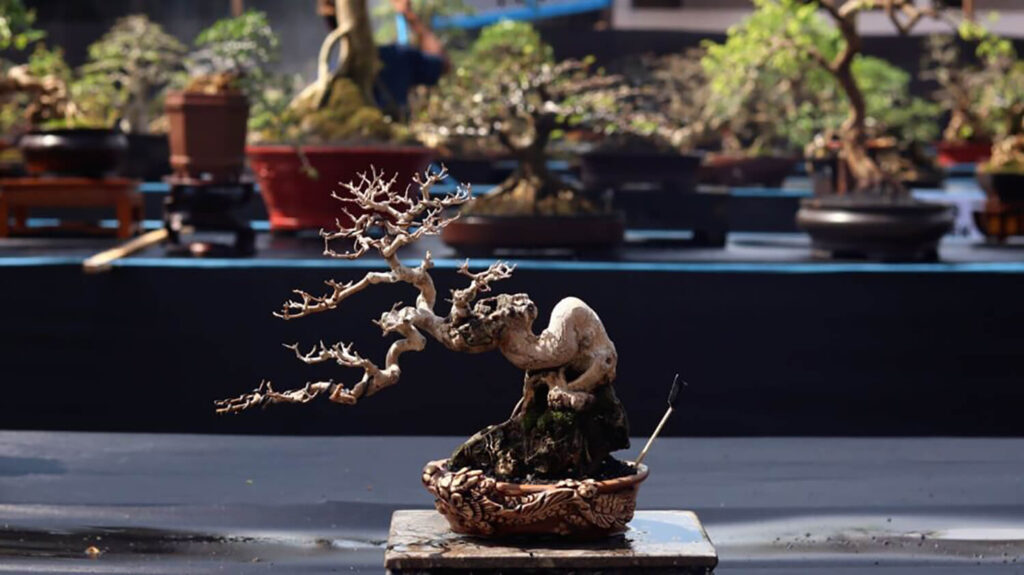 Decorative bonsai pot