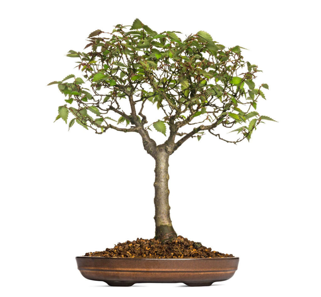 Japanese elm bonsai
