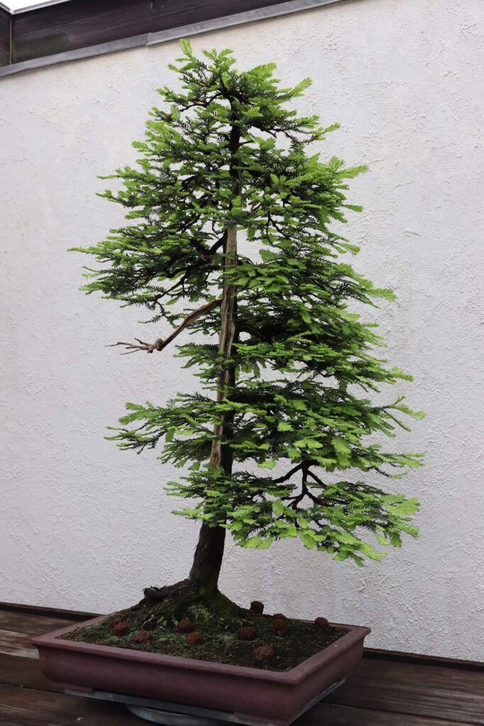 Redwood bonsai tree species