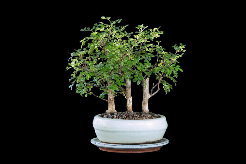 Chinese pepper tree