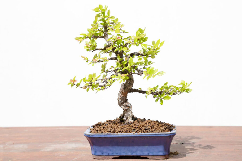 Chinese elm bonsai 