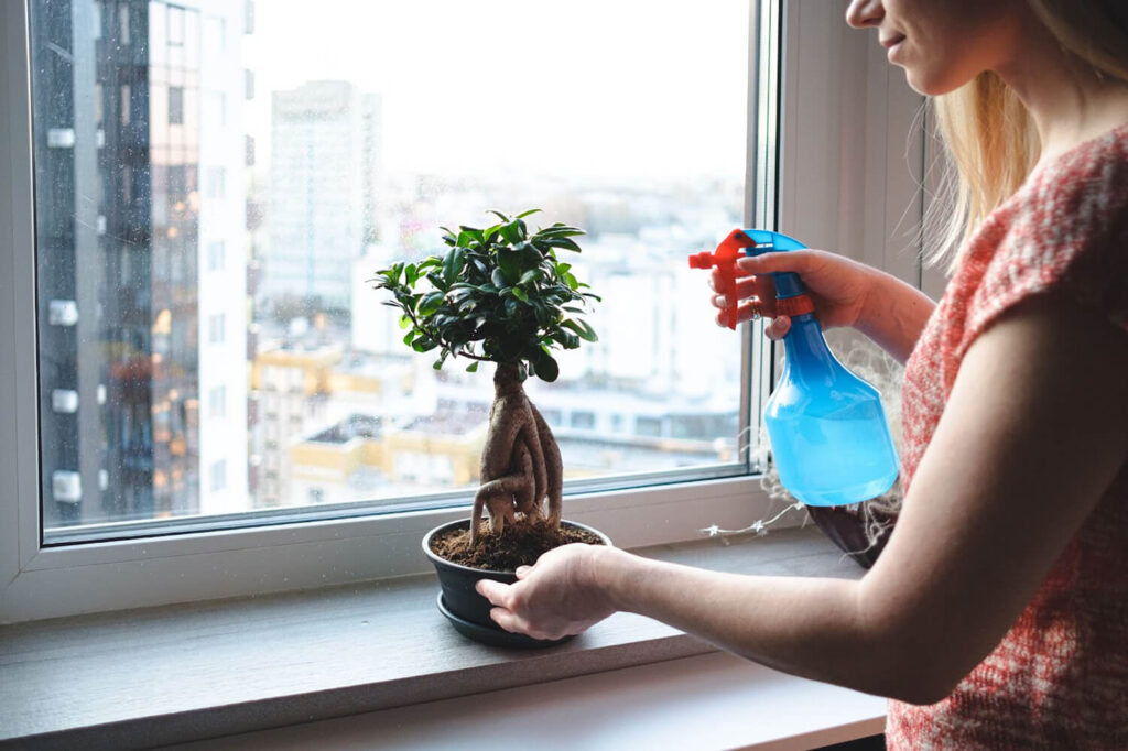 Under-watering your bonsai trees