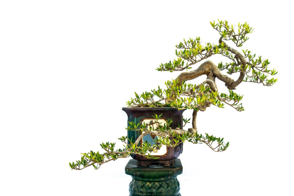 Gardenia bonsai tree species