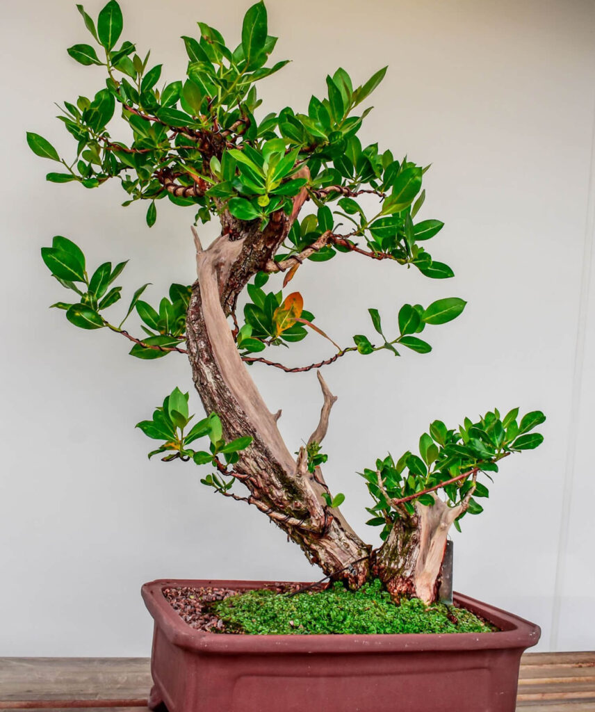 Buttonwood bonsai tree