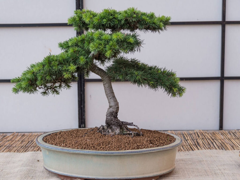 Cedar bonsai tree species