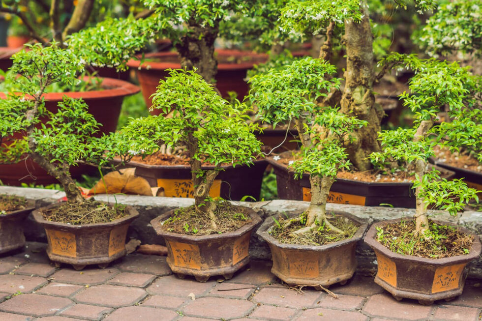 Where to Find the Best Bonsai Trees for Sale? Hooked on Bonsai