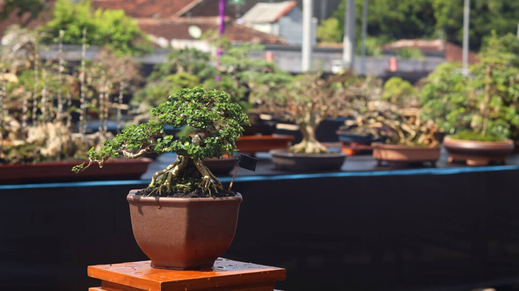 Where to Find the Best Bonsai Trees for Sale? Hooked on Bonsai