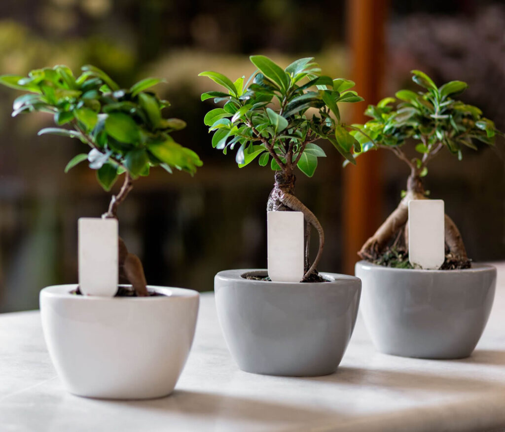Bonsai trees for sale in physical shopping stores