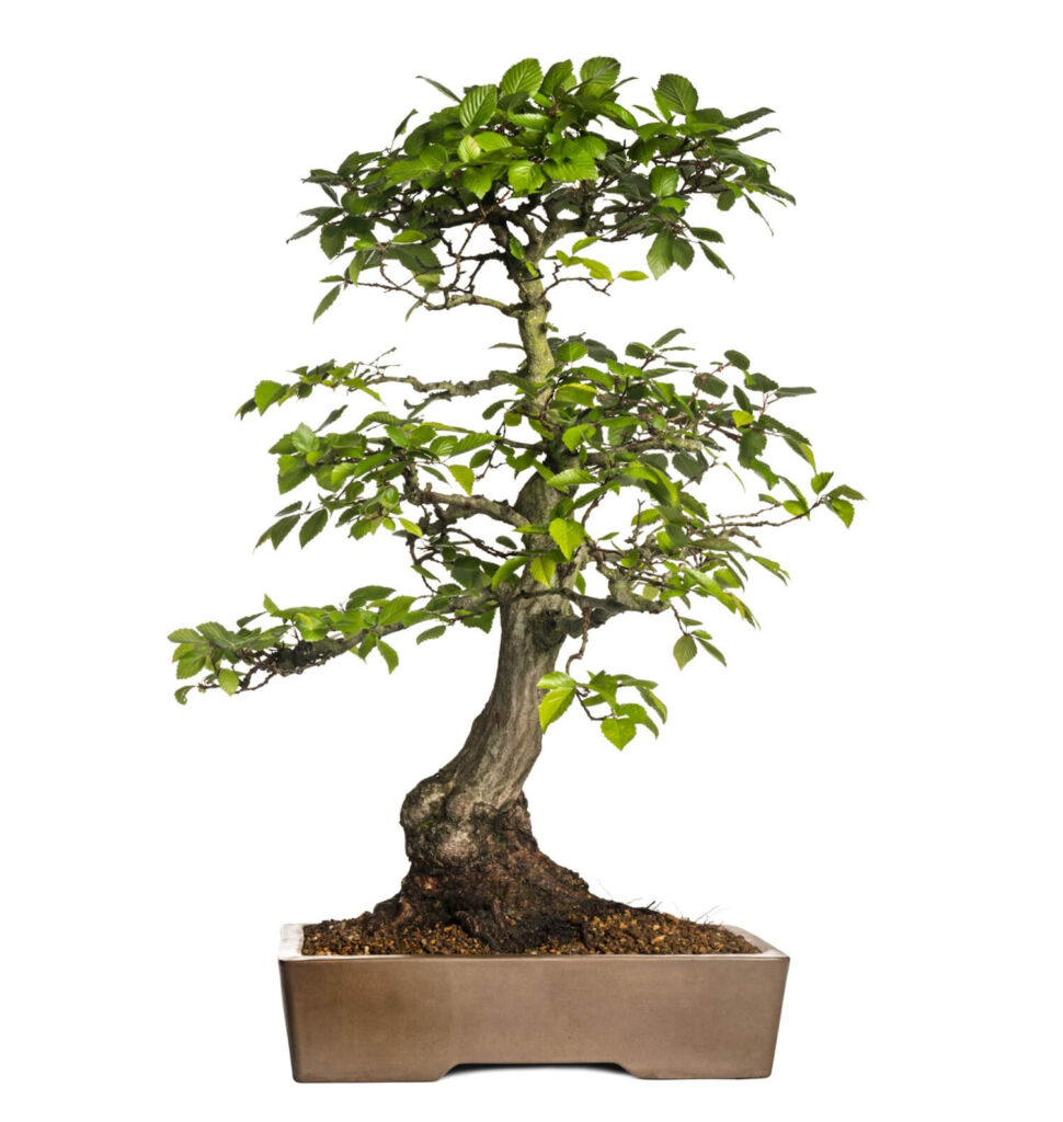 Hornbeam bonsai tree 