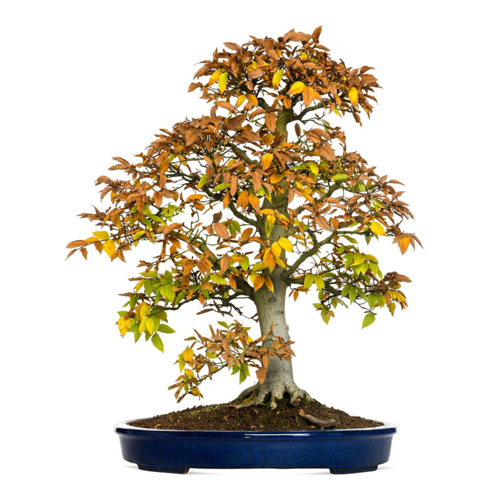 Beech bonsai 