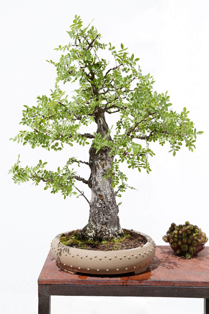 Ash tree bonsai