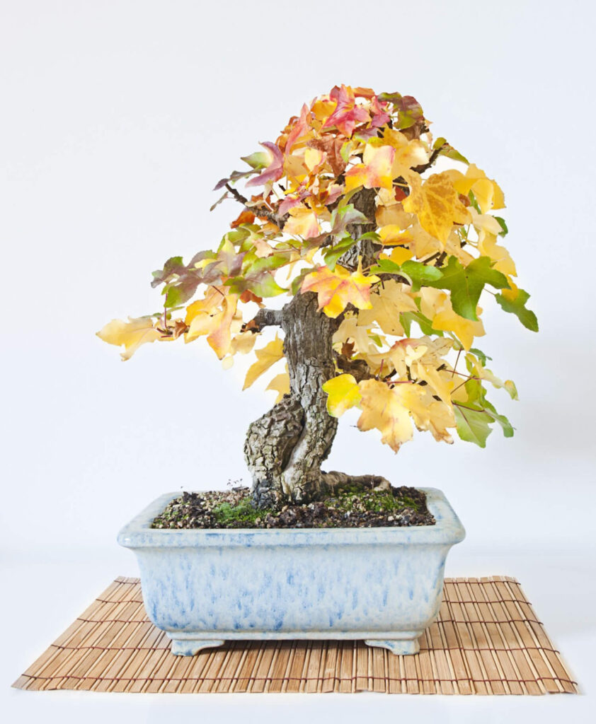 Sweetgum bonsai