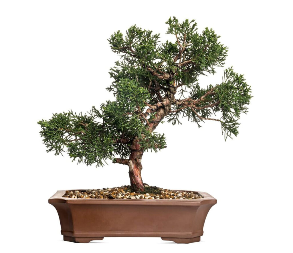 Juniper bonsai 