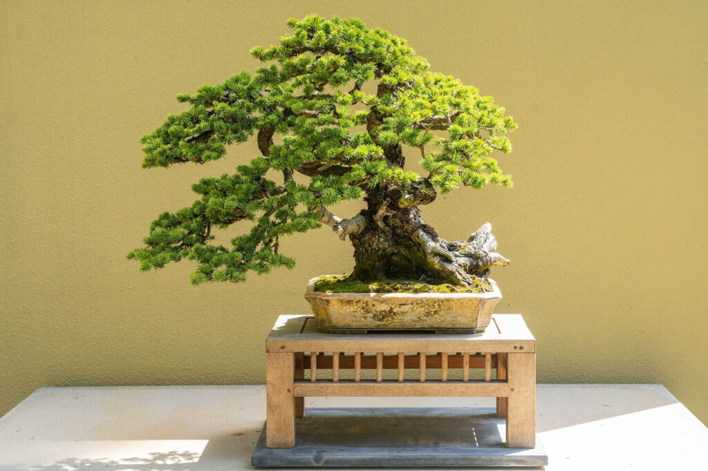 Spruce bonsai tree