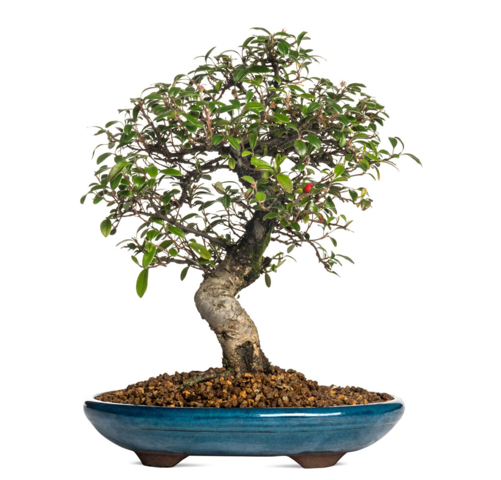 Cotoneaster tree species