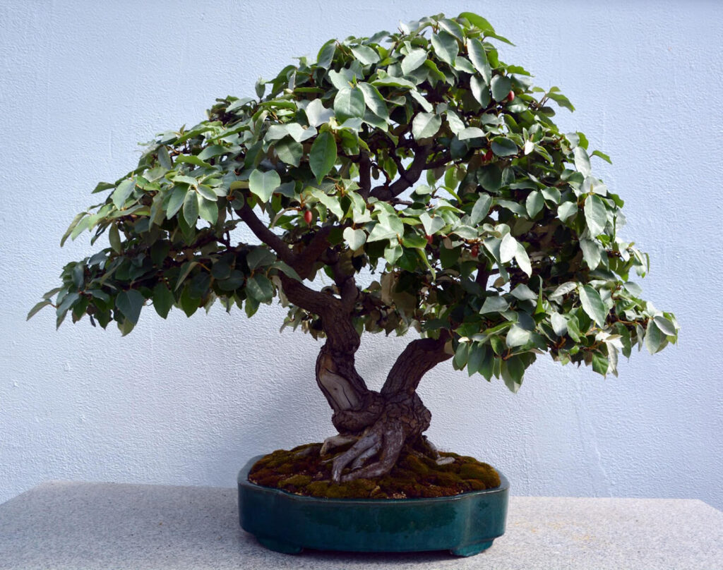 Silverberry bonsai