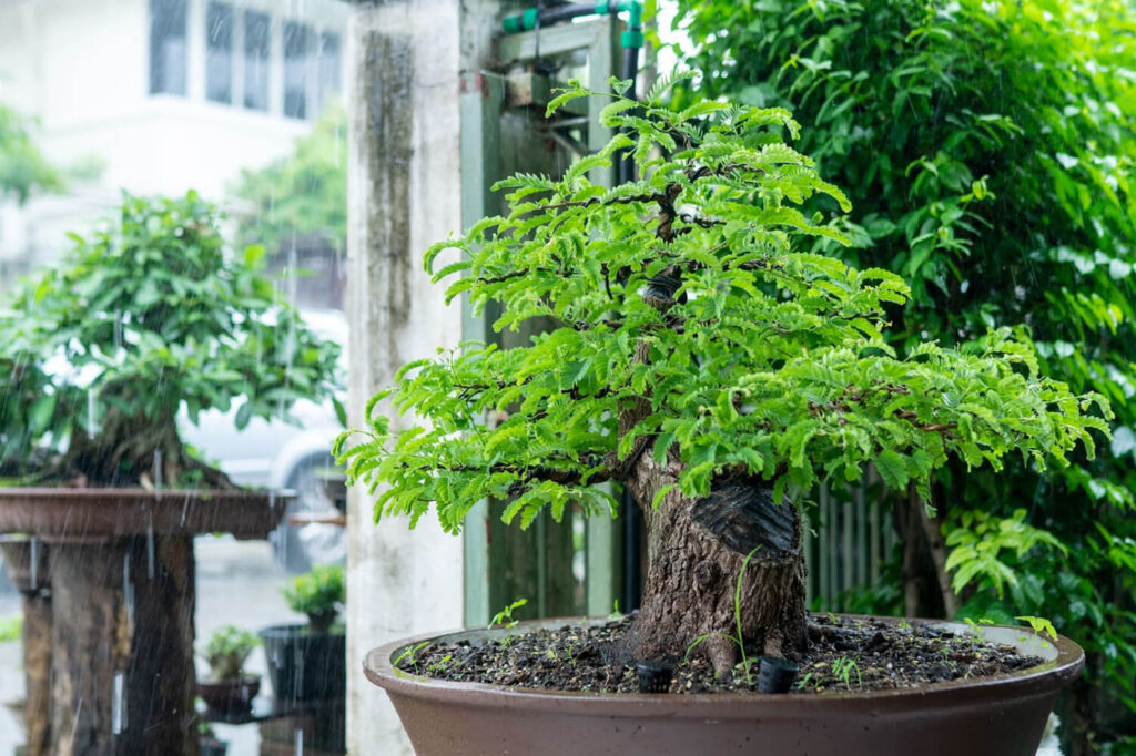 Tamarind bonsai 