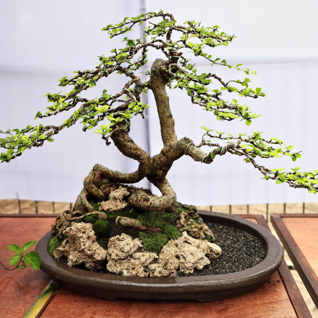 Fukien tea bonsai tree species