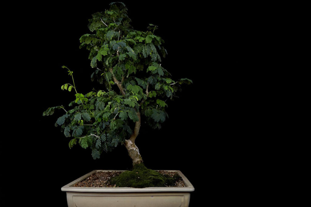 Brazilian rain tree bonsai 