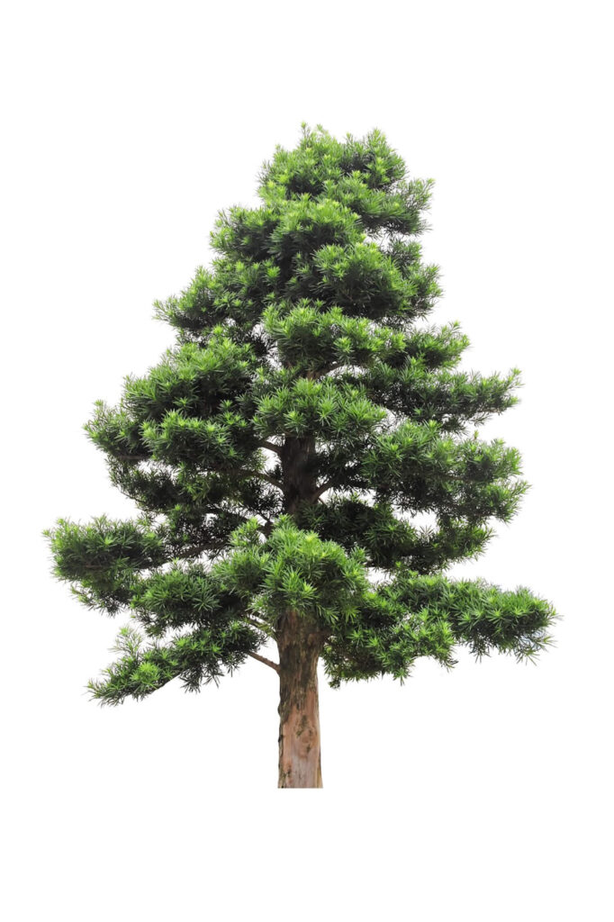 Buddist pine bonsai tree